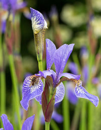 Close-up of bee on iris flower