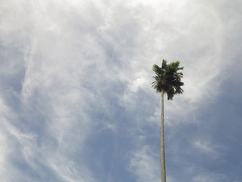 Low angle view of palm tree against sky