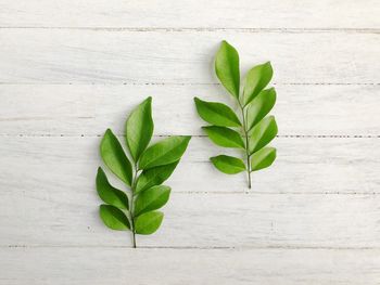 Close-up of green leaves on table against wall