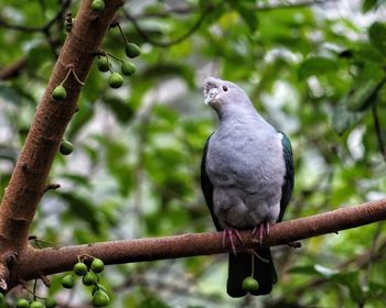 Close-up of bird perching on branch