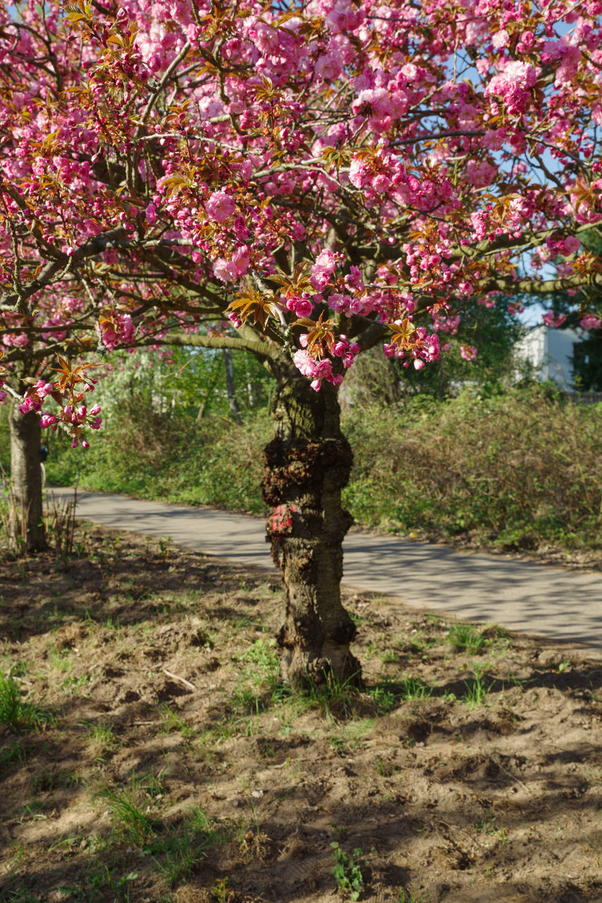 CHERRY BLOSSOMS IN PARK