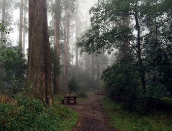 Trees in forest during foggy weather