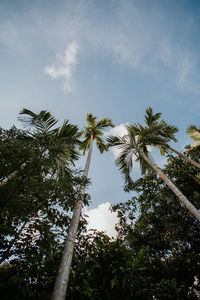 Low angle view of coconut palm trees against sky