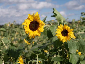 Close-up of yellow flowering plant on field