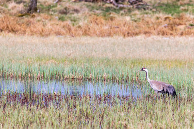 Crane by a pond on a bog