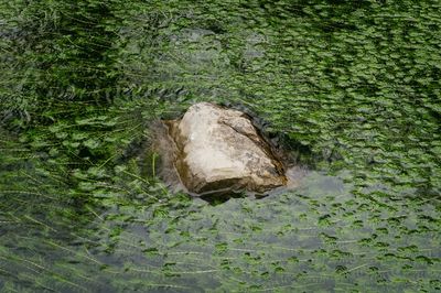 High angle view of a reptile in a forest