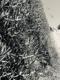 Full frame shot of hay bales on field