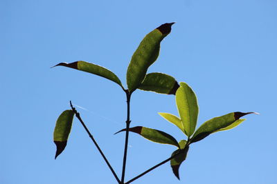 Low angle view of green plant against clear blue sky