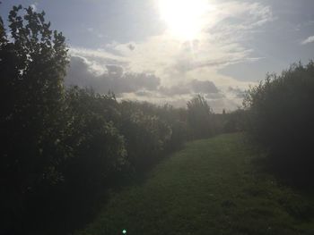 Trees on field against sky