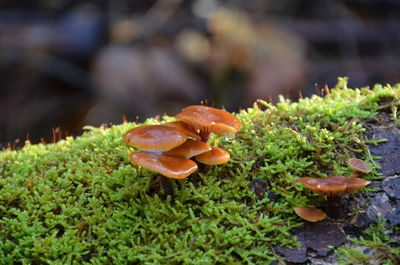 Close-up of mushrooms growing on plant