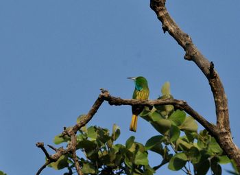 Low angle view of bird perching on tree against clear blue sky