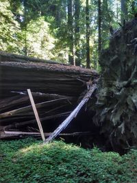 Trees in forest