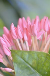 Close-up of pink flowering plant