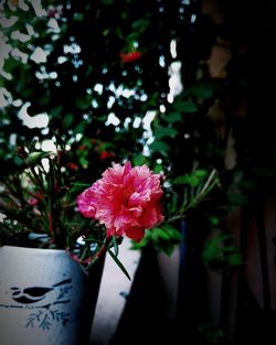 Close-up of pink flowering plant