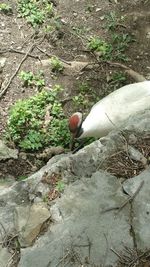 Close-up high angle view of lizard