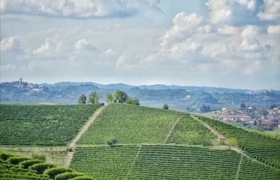 Scenic view of agricultural field against sky