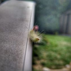 Close-up of dandelion flower