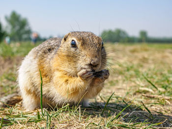 Close-up of squirrel on field