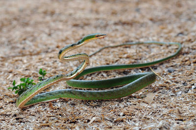 Close-up of snake on field