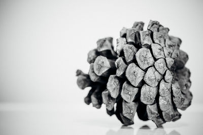 Close-up of shells on white background