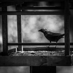 Close-up of bird perching on retaining wall