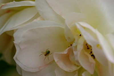 Close-up of insect on white flower