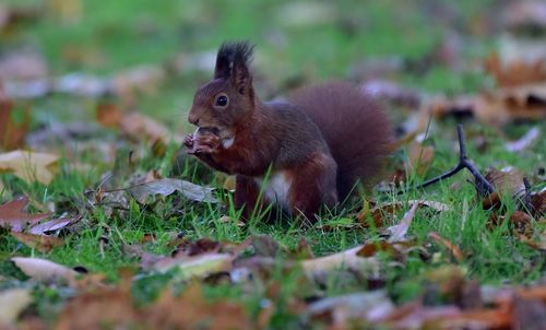 Squirrel on field