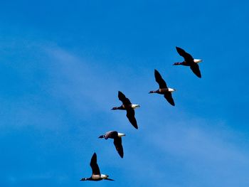 Low angle view of geese flying against blue sky