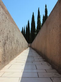 Footpath amidst trees against clear blue sky