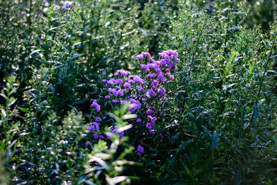 Close-up of purple flowering plants on field