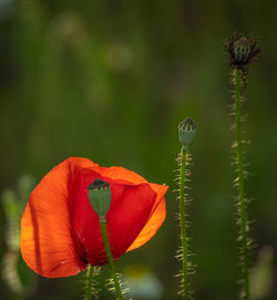 Close-up of red flowering plant