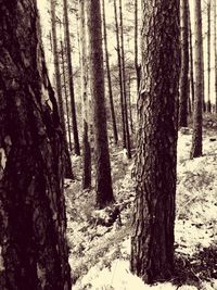 Trees in forest during winter