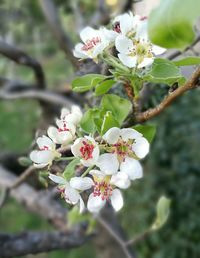 Close-up of fresh flowers on tree