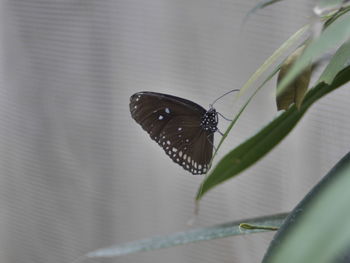 Butterfly perching on leaf