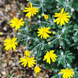 Close-up of yellow flowers blooming outdoors