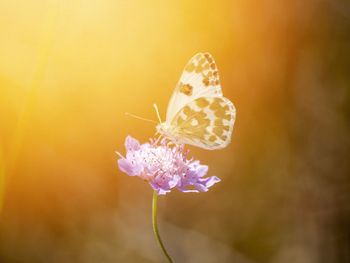 Close-up of butterfly pollinating on purple flower