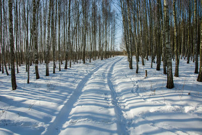 Bare trees on snow covered field