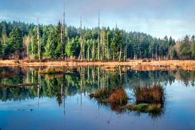 Reflection of trees in lake against sky