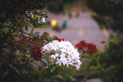 Close-up of white flowering plant