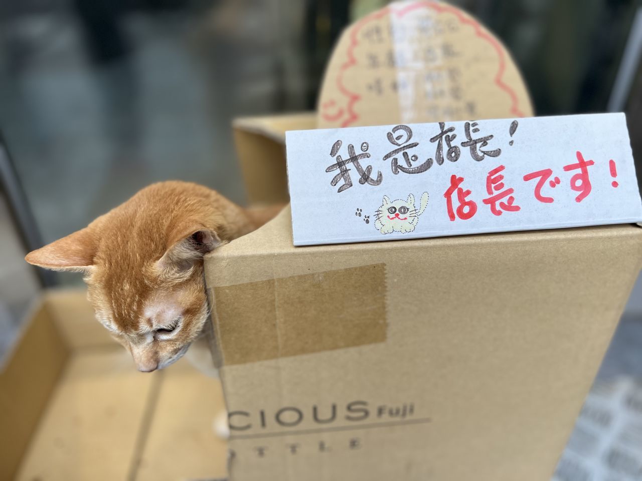 cat, animal, animal themes, cardboard, mammal, text, box, cardboard box, communication, no people, one animal, handwriting, container, carnivore, pet, domestic animals, western script, paper, focus on foreground, sign