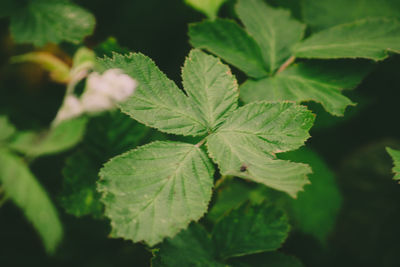 Close-up of green leaves