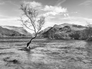 Bare tree by river against sky