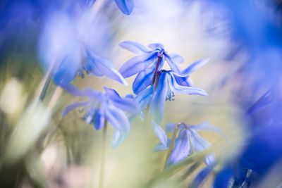 Close-up of purple flowering plant