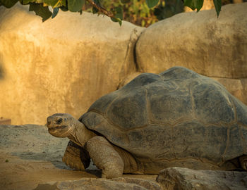 Galapagos giant tortoise relaxing on field