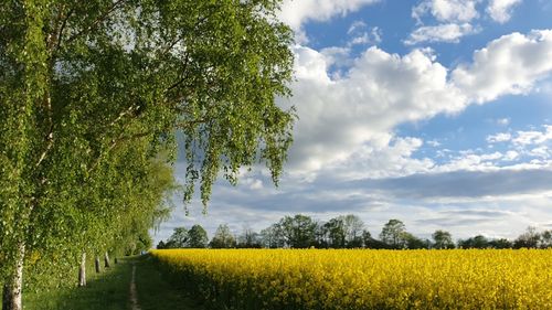 Scenic view of oilseed rape field against sky