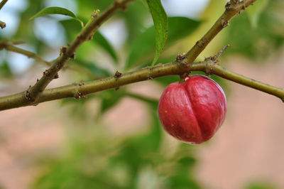 Close-up of red mahkota dewa fruit growing on tree