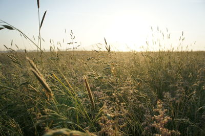 Scenic view of field against clear sky