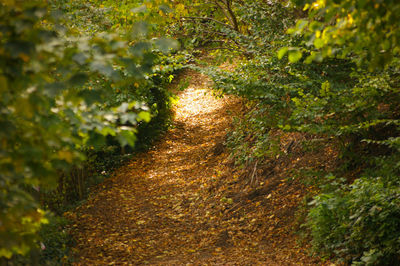 Plants growing on footpath