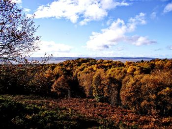 Plants growing on land against sky