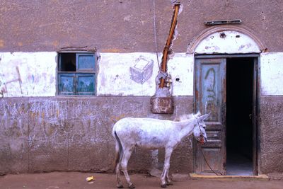 Horse in front of building